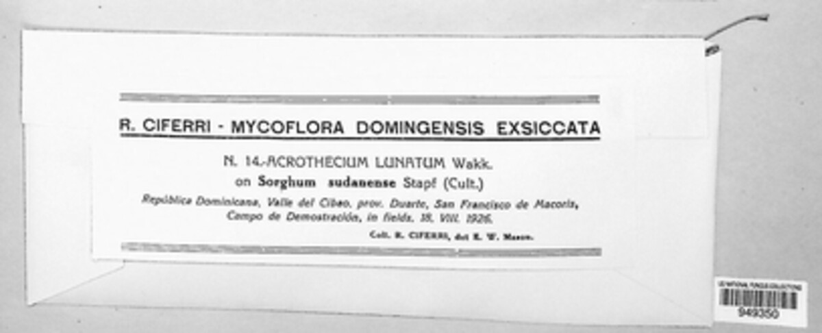 Curvularia lunata image